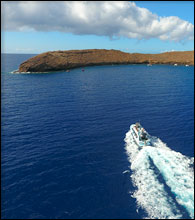 Molokini Snorkeling Tour in the Morning